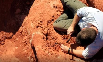 Fóssil descoberto no Brasil lança luz sobre origem dos dinossauros