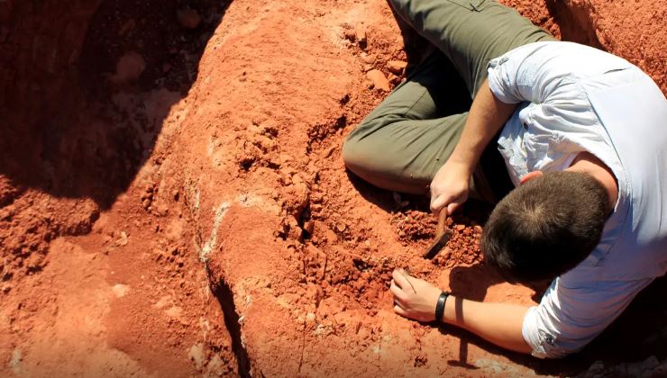 Fóssil descoberto no Brasil lança luz sobre origem dos dinossauros