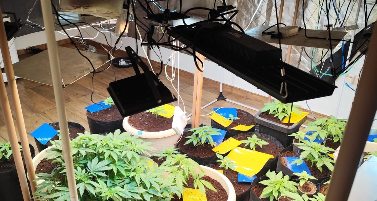 Polícia Militar descobre estufa de cultivo de drogas durante reintegração de posse em Formiga