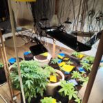 Polícia Militar descobre estufa de cultivo de drogas durante reintegração de posse em Formiga