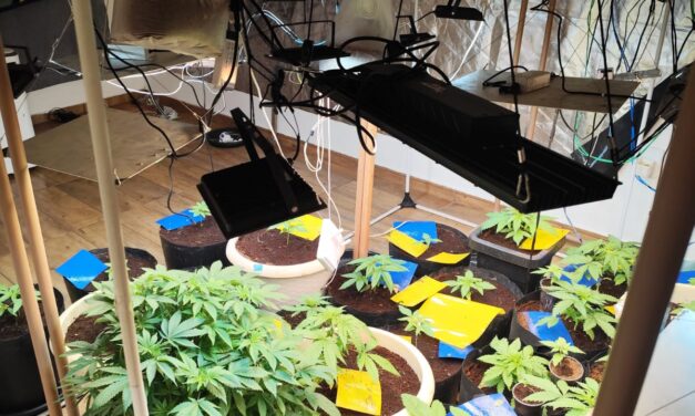 Polícia Militar descobre estufa de cultivo de drogas durante reintegração de posse em Formiga