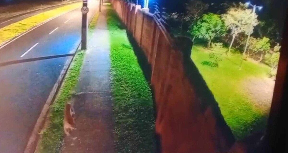 Onça-parda invade condomínio de luxo em Minas