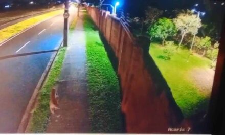 Onça-parda invade condomínio de luxo em Minas