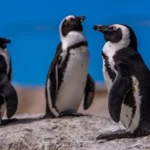 Por que não há pinguins no Hemisfério Norte? Estudo da UFMG desvenda o mistério
