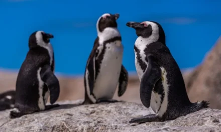 Por que não há pinguins no Hemisfério Norte? Estudo da UFMG desvenda o mistério