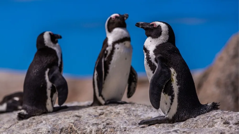 Por que não há pinguins no Hemisfério Norte? Estudo da UFMG desvenda o mistério