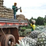 Maior fazenda de abacaxi do mundo é do Brasil, com tecnologia de ponta