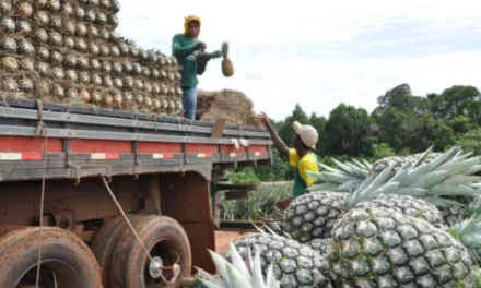 Maior fazenda de abacaxi do mundo é do Brasil, com tecnologia de ponta