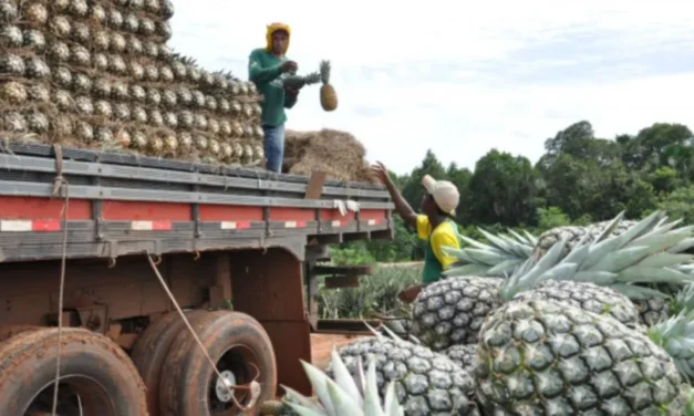Maior fazenda de abacaxi do mundo é do Brasil, com tecnologia de ponta