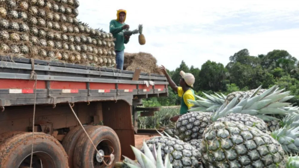 Maior fazenda de abacaxi do mundo é do Brasil, com tecnologia de ponta