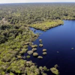 Fundo Amazônia bate recorde ao destinar mais de R$ 1 bilhão em 2025