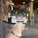 Minas regulamenta transporte de cães e gatos de pequeno porte em ônibus intermunicipais