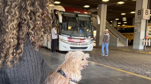 Minas regulamenta transporte de cães e gatos de pequeno porte em ônibus intermunicipais