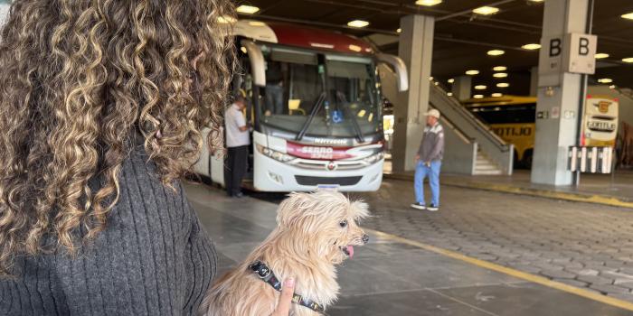 Minas regulamenta transporte de cães e gatos de pequeno porte em ônibus intermunicipais