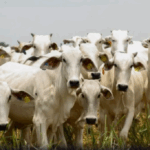Goiás bate recorde no abate com 1 milhão de bovinos no 1º trimestre de 2025
