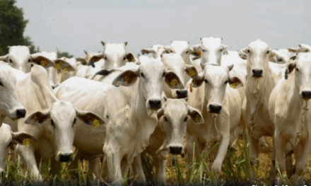 Goiás bate recorde no abate com 1 milhão de bovinos no 1º trimestre de 2025