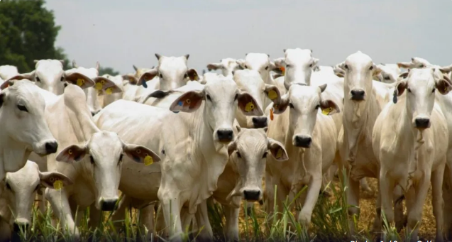 Goiás bate recorde no abate com 1 milhão de bovinos no 1º trimestre de 2025