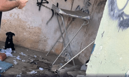 Homem é preso por suspeita de maus-tratos contra cães, em Campo Belo