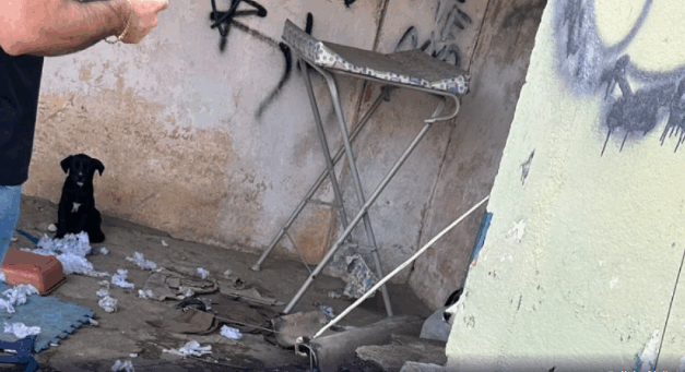 Homem é preso por suspeita de maus-tratos contra cães, em Campo Belo
