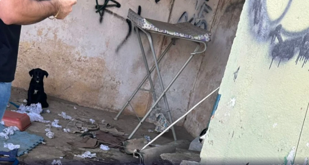 Homem é preso por suspeita de maus-tratos contra cães, em Campo Belo