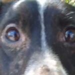 ‘Cãozinho’ é resgatado após ficar preso em rede de esgoto em BH e ganha lar após ser salvo