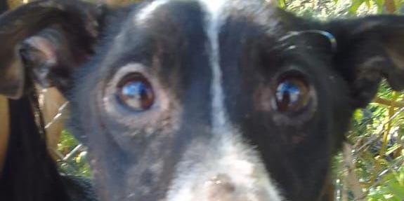 ‘Cãozinho’ é resgatado após ficar preso em rede de esgoto em BH e ganha lar após ser salvo