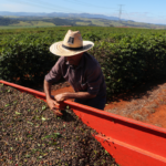 Governo confirma corte de quase metade do orçamento do seguro rural