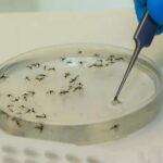 Em cinco meses, Minas quadruplica casos de febre Oropouche em relação a 2024