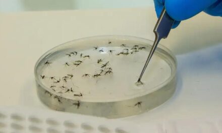 Em cinco meses, Minas quadruplica casos de febre Oropouche em relação a 2024