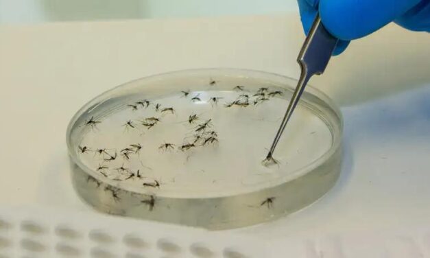 Em cinco meses, Minas quadruplica casos de febre Oropouche em relação a 2024