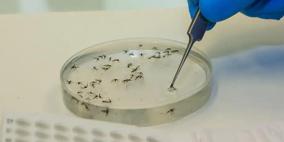 Em cinco meses, Minas quadruplica casos de febre Oropouche em relação a 2024