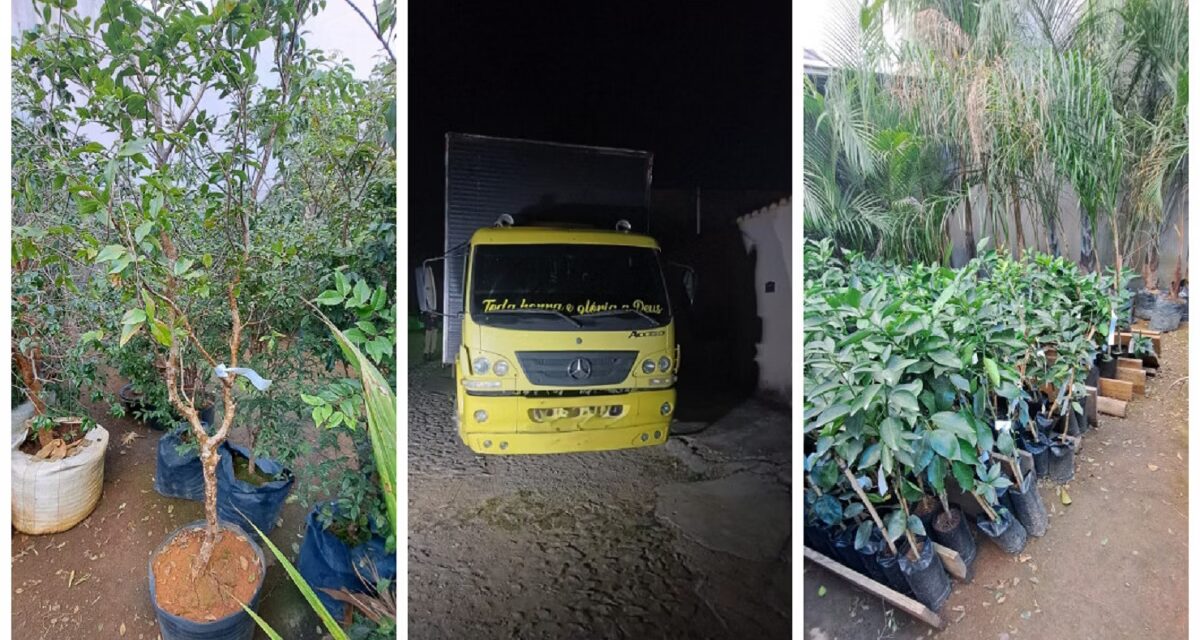 Dono de floricultura é preso após roubar R$ 300 mil em mudas de concorrente