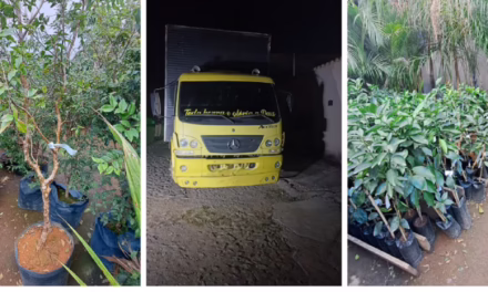 Dono de floricultura é preso após roubar R$ 300 mil em mudas de concorrente