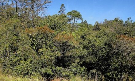 Fazendeiro terá que pagar R$ 10 mil por desmatar área de preservação para plantar café e milho em MG