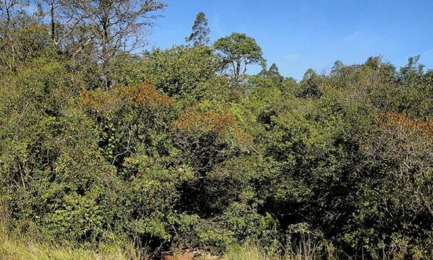 Fazendeiro terá que pagar R$ 10 mil por desmatar área de preservação para plantar café e milho em MG