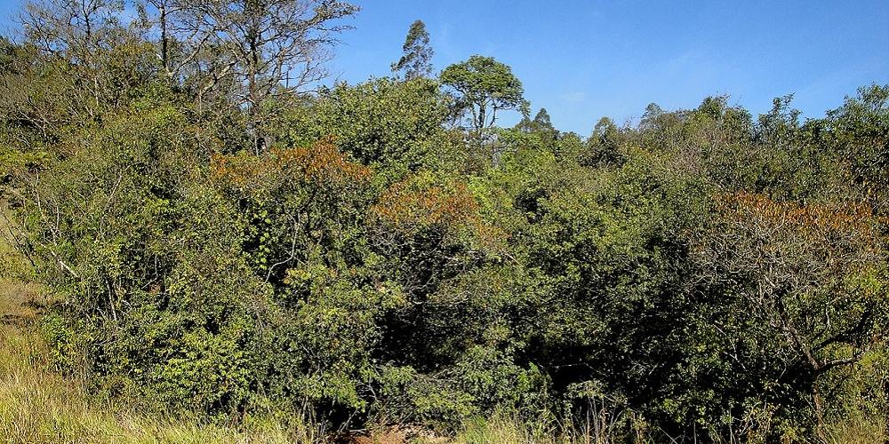 Fazendeiro terá que pagar R$ 10 mil por desmatar área de preservação para plantar café e milho em MG