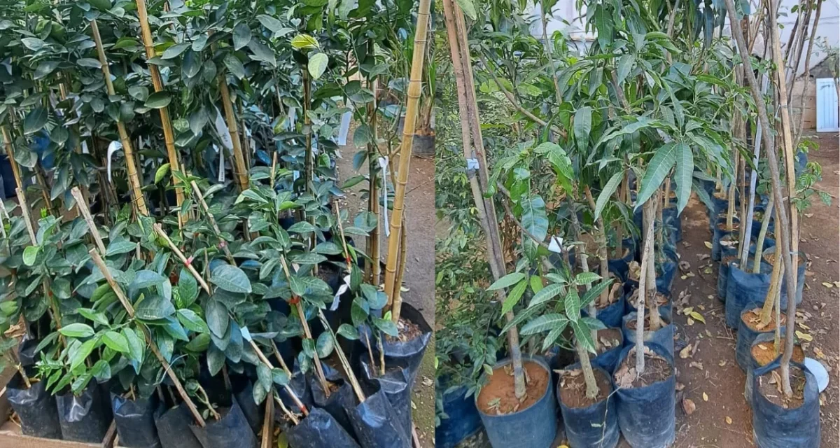 PM recupera R$ 300 mil em plantas furtadas de floricultura, em Divinópolis