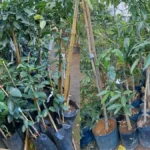 PM recupera R$ 300 mil em plantas furtadas de floricultura, em Divinópolis
