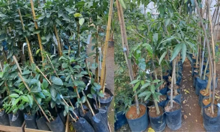 PM recupera R$ 300 mil em plantas furtadas de floricultura, em Divinópolis