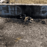 Morre homem em situação de rua que foi amarrado e queimado em SP