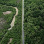 Construção de estradas impacta mangue amazônico