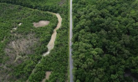 Construção de estradas impacta mangue amazônico