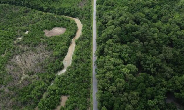 Construção de estradas impacta mangue amazônico