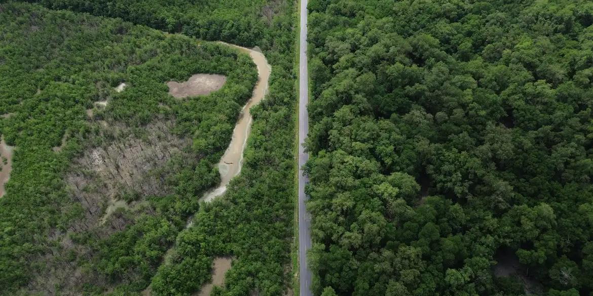 Construção de estradas impacta mangue amazônico