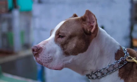 Após ataque, cidade mineira quer proibir procriação de pitbull e de outros cães ferozes