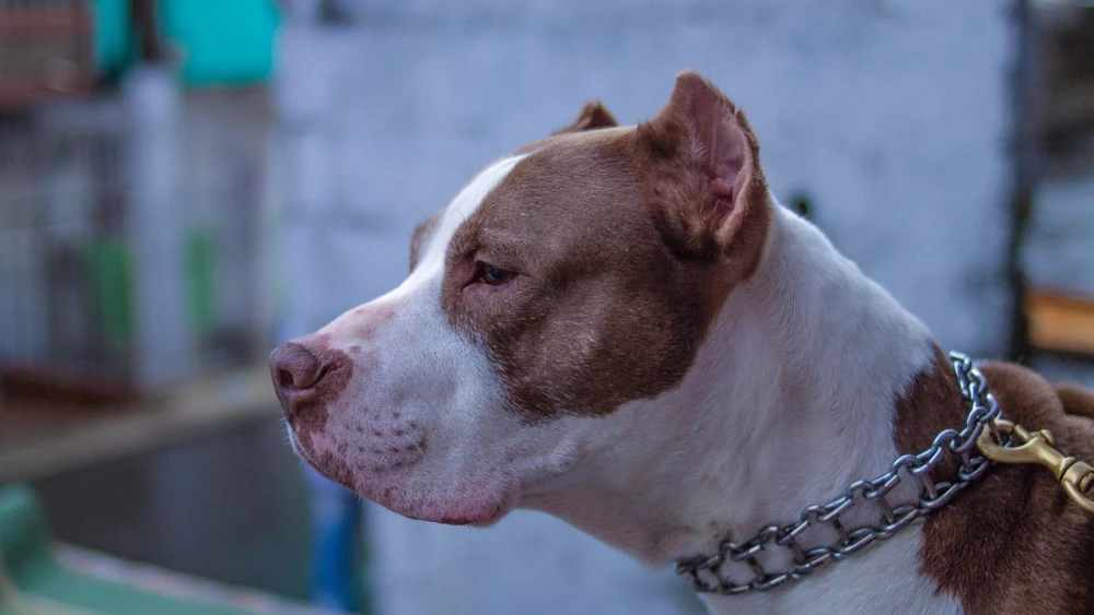 Após ataque, cidade mineira quer proibir procriação de pitbull e de outros cães ferozes