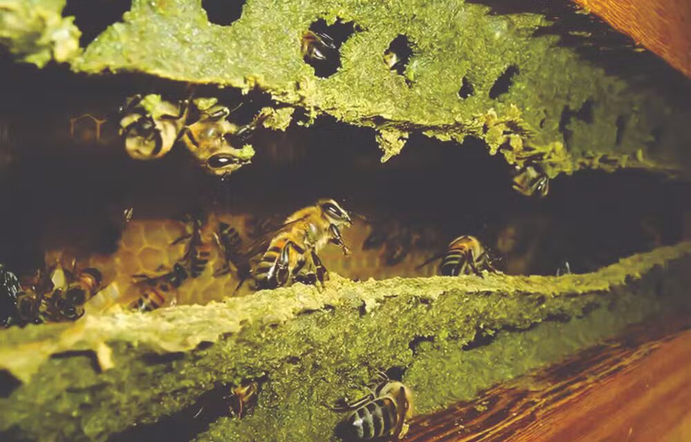 Própolis verde produzida em Bambuí ganha o mundo e chega ao Japão e à Europa