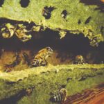Própolis verde produzida em Bambuí ganha o mundo e chega ao Japão e à Europa