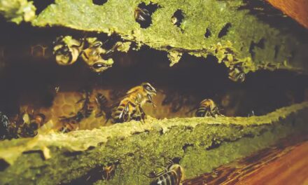Própolis verde produzida em Bambuí ganha o mundo e chega ao Japão e à Europa