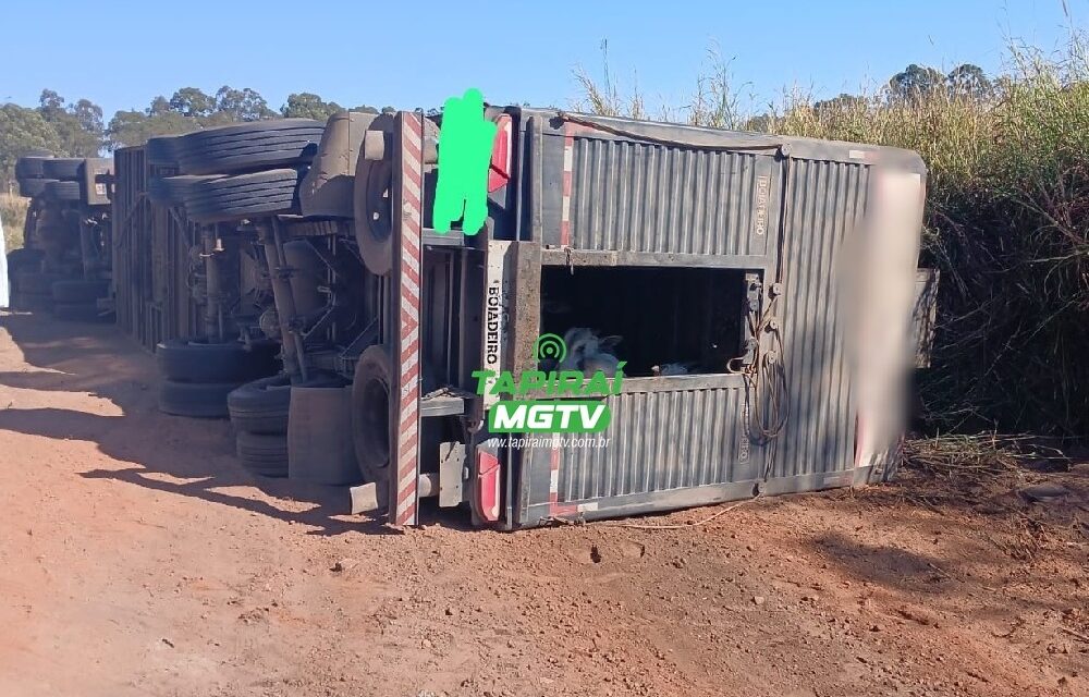 Carreta carregada com 60 bovinos tomba na BR-262 em Campos Altos